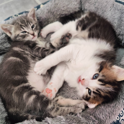 Adopter Kiara et kion