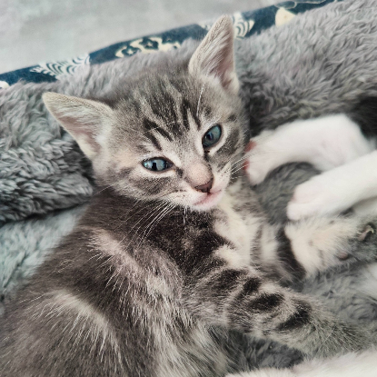 Adopter Kiara et kion