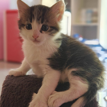 Adopter Kiara et kion