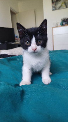 Adopter Destinée