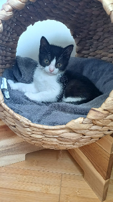 Adopter Destinée