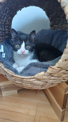 Adopter Destinée