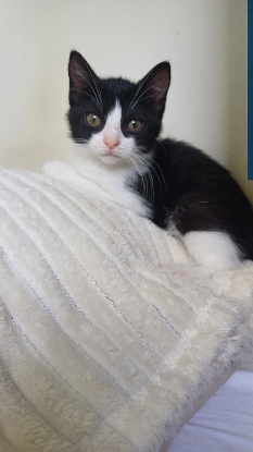 Adoption Destinée