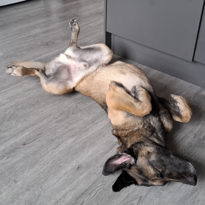 Adopter Ursu