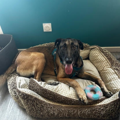 Adopter Ursu