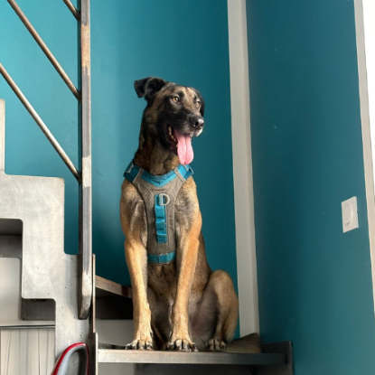 Adopter Ursu