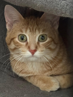 Adopter Balou