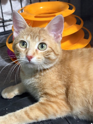 Adopter Balou
