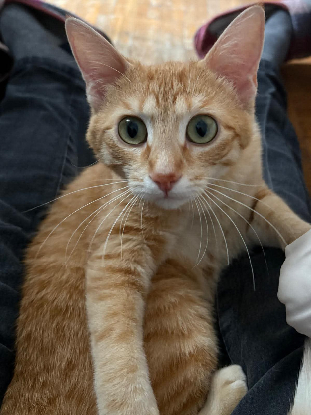 Adopter Balou