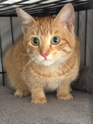 Adoption Balou