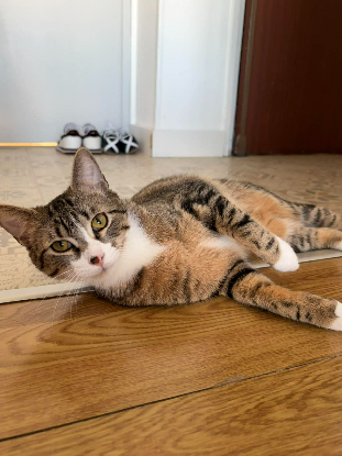 Adopter Buck