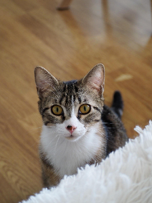 Adoption Buck