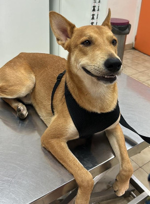 Adopter Foxy