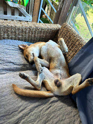 Adopter Foxy