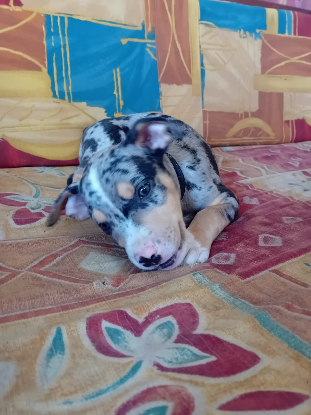 Adopter Stetson