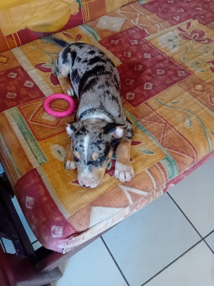 Adopter Stetson