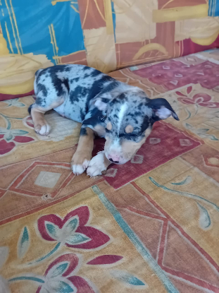 Adoption Stetson