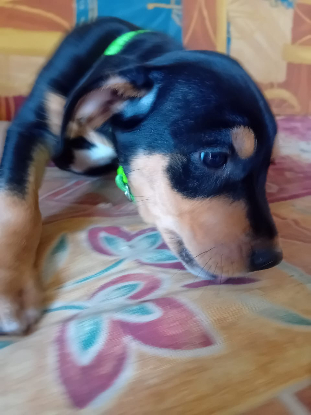 Adopter Nera
