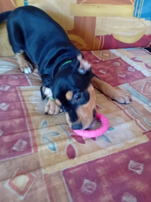 Adoption Nera