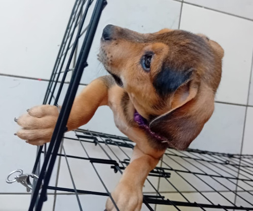 Adopter Luma