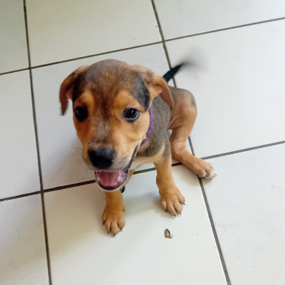 Adopter Luma