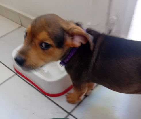 Adoption Luma
