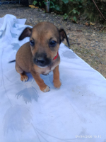 Adopter  chien : Neya