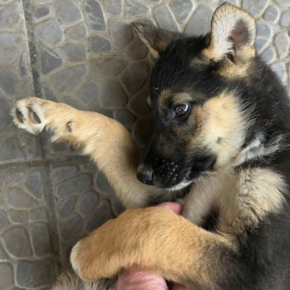 Adopter Zaza