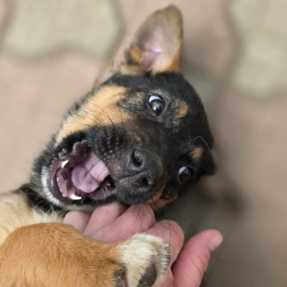 Adopter Zaza