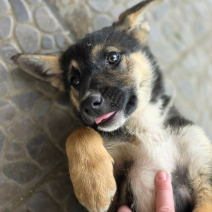 Adopter Zaza