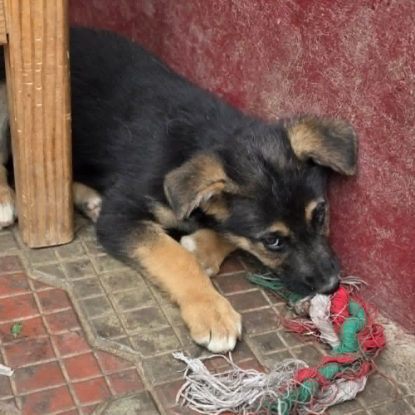 Adoption Zaza