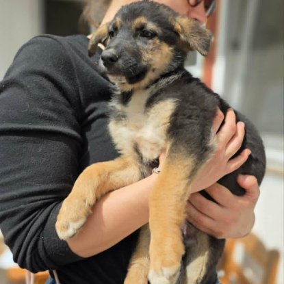 Adoption Zaza