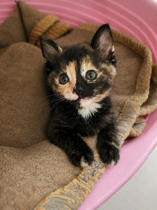 Adopter Cruela