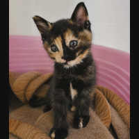 Adopter  chat : Cruela