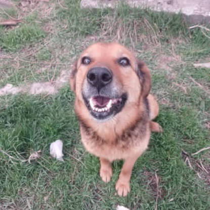 Adopter Miga