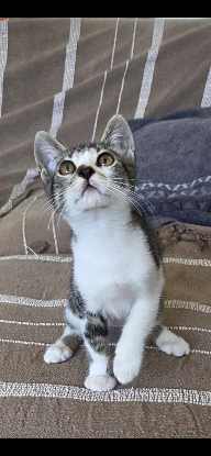 Adopter Berlioz