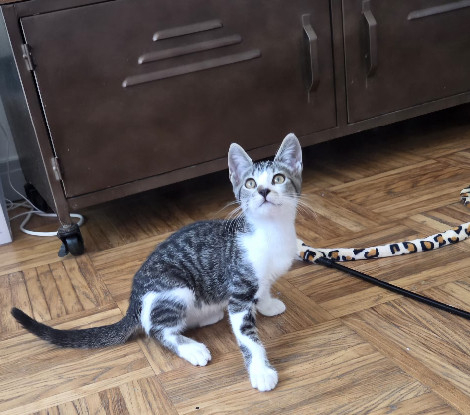 Adopter Berlioz