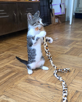 Adopter Berlioz