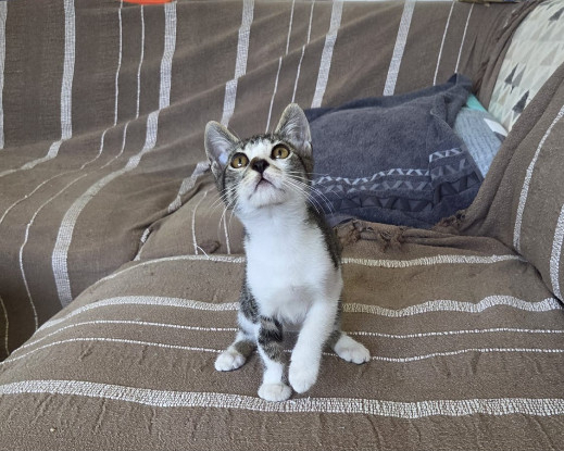 Adoption Berlioz