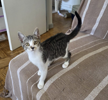 Adoption Berlioz