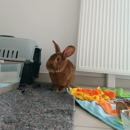 Adopter Watson