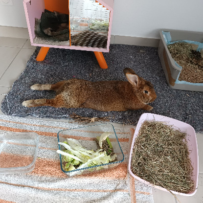 Adopter Watson