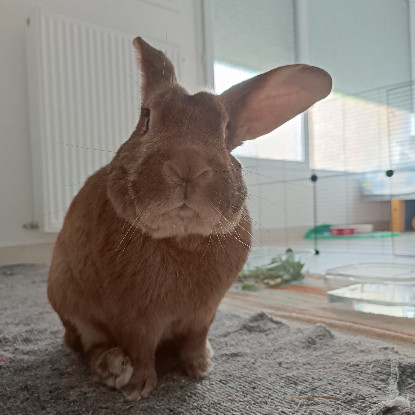 Adopter Watson