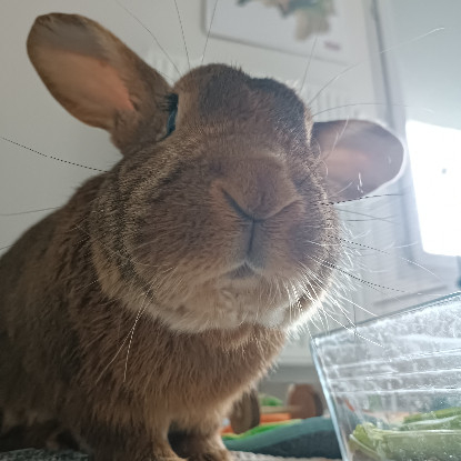 Adoption Watson
