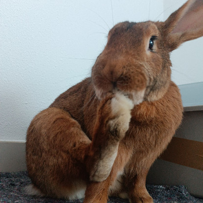 Adoption Watson