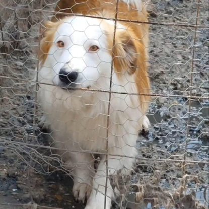Adopter Marley