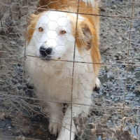 Adopter  chien : Marley