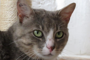 Adopter  chat : Milo