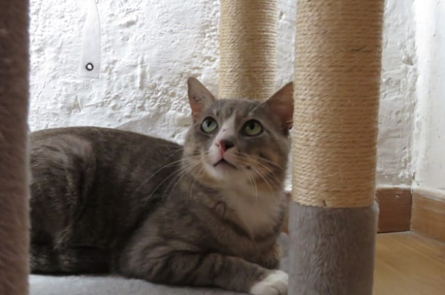 Adopter Milo