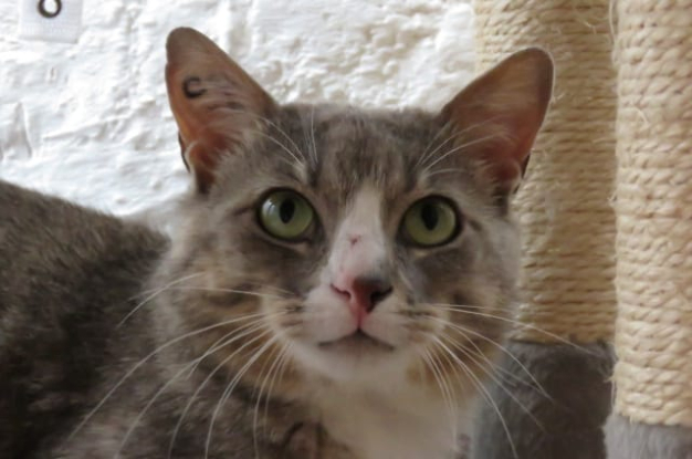 Adoption Milo